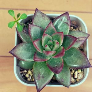 シャーロット,多肉植物,多肉大好き,多肉中毒,アパートの画像