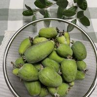 フェイジョア,フェイジョア,フェイジョア 実,フェイジョア 実,キンギョソウミニチェリーコーラの画像
