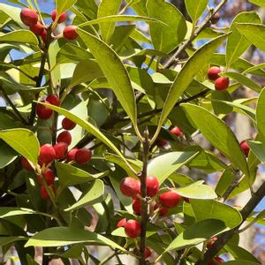 ナンテン,モチノキ,サンキライ,クロガネモチ,ソヨゴの画像