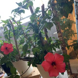 ハイビスカス,ハイビスカスサマーブリーズ,ハイビスカスサマーブリーズ,開花,ネコ好きの画像