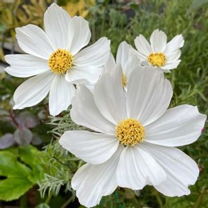 白が好き,#ガーデニング,エクステリアの画像