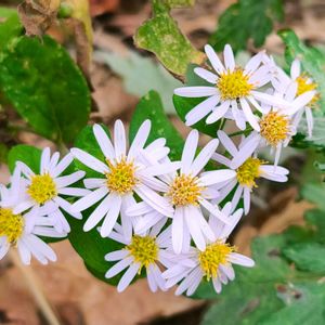 野草,花のある暮らし,緑のある暮らし,鎌倉,湘南の画像