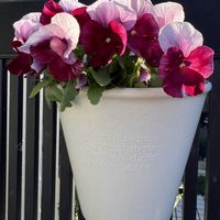 よく咲くスミレ,ガーデニング,花のある暮らし,冬の花,小さな庭の画像