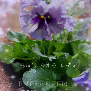 レディ,ビオラ　レディ,プランター植え,ビオラ・パンジー,ガーデニング初心者の画像