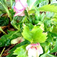 クリスマスローズ,ハイビスカス レッドフラミンゴ,錦英ツツジ,差し入れのスイーツ,頂き物のお菓子♡の画像