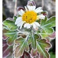 ご近所さん,今日のお花❣️,有り難う‼️,世界の平和を願う,家庭菜園の画像