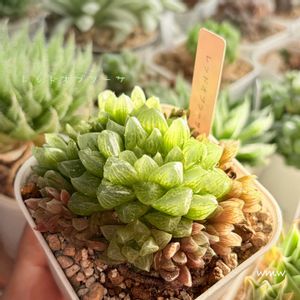 レッドオブツーサ    ハオルチア,レッドオブツーサ    ハオルチア,ハオルチア属,癒される,no green no lifeの画像