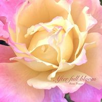 バラピース,ローズ,花のある暮らし,緑のある暮らし,薔薇の花の画像