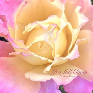 バラピース,ローズ,花のある暮らし,緑のある暮らし,薔薇の花の画像