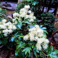 ヤツデ,赤い花,京都,白い花,紅葉（こうよう）の画像