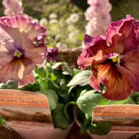 ガーデニング,ビオラ・パンジー,花が好き,私の癒し♡,花と緑のある暮らしの画像