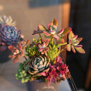 ハムシー,紅稚児,多肉植物,育てやすい多肉植物,多肉植物寄せ植えの画像