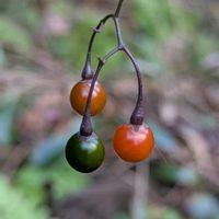 マルバノホロシ,マルバノホロシ,赤い実,ナス科,ナス属の画像