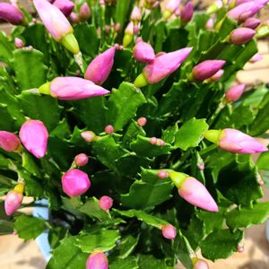 可愛い,癒される,花のある暮らし,綺麗,癒しのひと時の画像