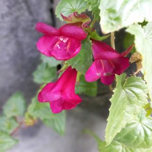 アサリナ,アサリナ,アサリナ・グラリオ,小さな庭の画像