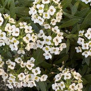 鉢植え,小さな庭の画像