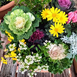 可愛い,癒される,花のある暮らし,綺麗,癒しのひと時の画像