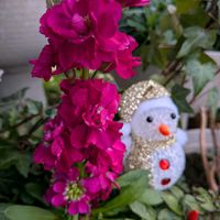 ストック,マーガレット,パンジーの画像