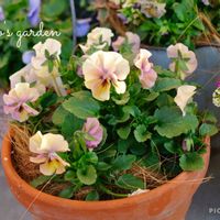 パンジー,ビオラ,ロカハーツ パステルミックス,寄せ植え,花のある暮らしの画像