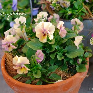 パンジー,ビオラ,ロカハーツ パステルミックス,寄せ植え,花のある暮らしの画像