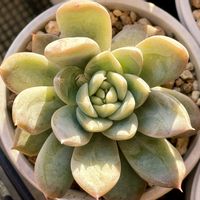 ミルクティー エケベリア,多肉植物,エケベリア属,多肉大好き,多肉中毒の画像