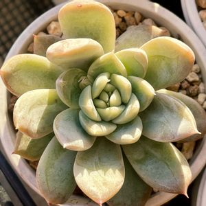 ミルクティー エケベリア,多肉植物,エケベリア属,多肉大好き,多肉中毒の画像