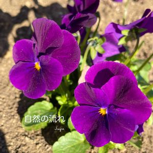 ビオラ,花のある暮らしの画像