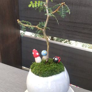 ミニ盆栽,ミニチュアガーデン,花友フェスタ,花友フェスタ2025福岡の画像