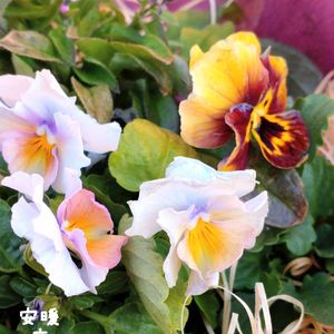 キンギョソウ,ビオラ,種まき,花のある暮らし,冬の庭の画像