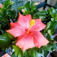 ガーベラ,ハイビスカス,パンジ－,ポインセチア ウィンターローズ,花のある暮らしの画像