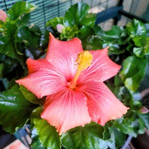 ガーベラ,ハイビスカス,パンジ－,ポインセチア ウィンターローズ,花のある暮らしの画像