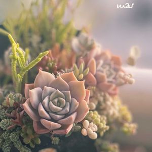 白牡丹,多肉植物,多肉寄せ植え,多肉植物のある暮らし,marラジオ缶寄せの画像