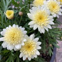 ボンザマーガレット,鉢植え,ガーデニング,花のある暮らし,サントリー フラワーズの画像