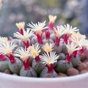 コノフィツム,コノフィツム ヒリー,多肉植物,観葉植物,メセンの画像