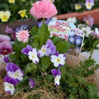 ネモフィラ,ビオラ,チロリアンデージー・ロベラ,寄せ植え.,ガーデニングの画像