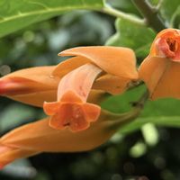 フアヌリョア・メキシカナ,フアヌリョア・メキシカナ,つる性植物,オレンジ色の花,ナス科の画像