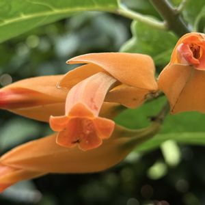 フアヌリョア・メキシカナ,フアヌリョア・メキシカナ,つる性植物,オレンジ色の花,ナス科の画像