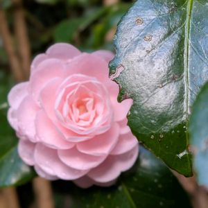 山野草,スマホ撮影,広い庭の画像