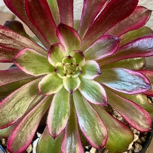 アオエニウム属マルディグラ,多肉植物,紅葉する多肉,アエオニウム属,今日も笑顔で♡の画像