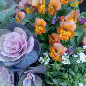 小さな庭の画像