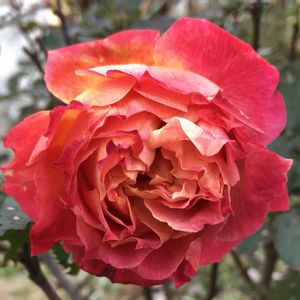 レディオブシャーロット,バラ　シャルール,地植え,太陽大好き,ばら バラ 薔薇の画像