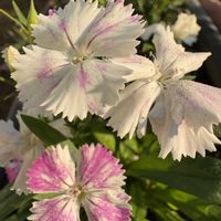 プランター,庭の画像