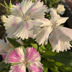 プランター,庭の画像