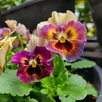 パンジー・ビオラ,ビオラ,ビオラ　アイクルール,植物のある暮らし,ビオラ・パンジーの画像