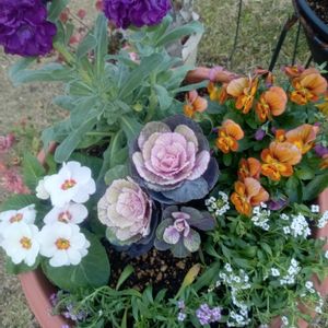 小さな庭の画像