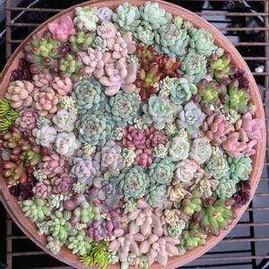 多肉植物の寄植え,つぶつぶ寄せ,つぶつぶ寄せ,多肉植物,多肉植物とサボテンの画像