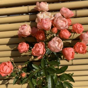 ミニバラ,マイガーデン,癒し,和む,やさしい気持ちの画像