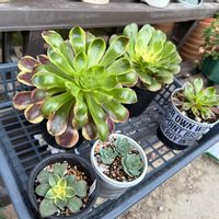 多肉植物,ガーデニング,アエオニウムの画像