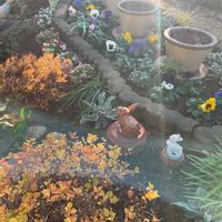 パンジー,ビオラ,赤大根の甘酢漬け,花壇,ビオラ・パンジーの画像