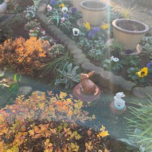 パンジー,ビオラ,赤大根の甘酢漬け,花壇,ビオラ・パンジーの画像